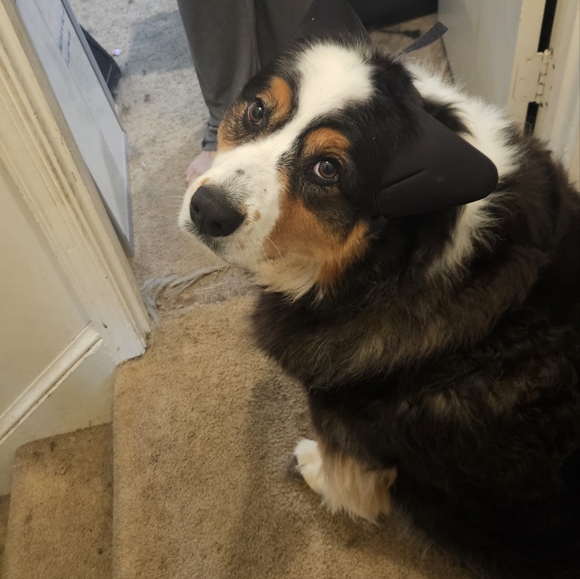 Meet your Posher, Colleen - Picture 4 of 4